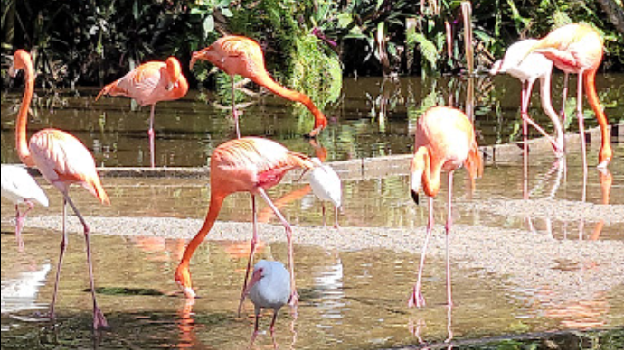Sunrise, Florida Law Firm Flamingo Gardens
